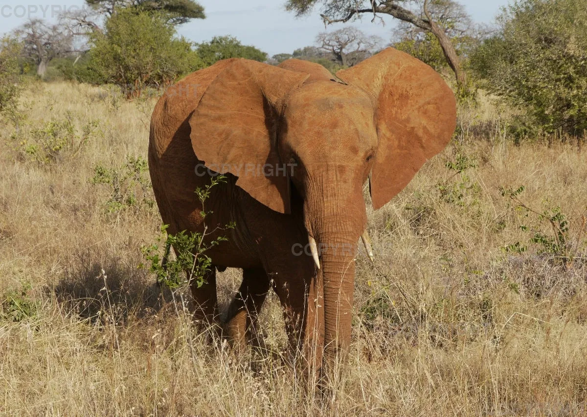Fotokalender - African Wild Animals I