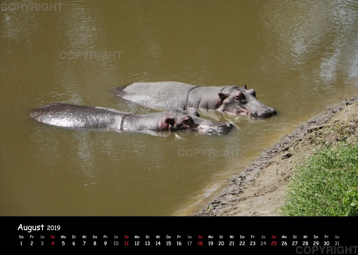 Fotokalender - African Wild Animals I