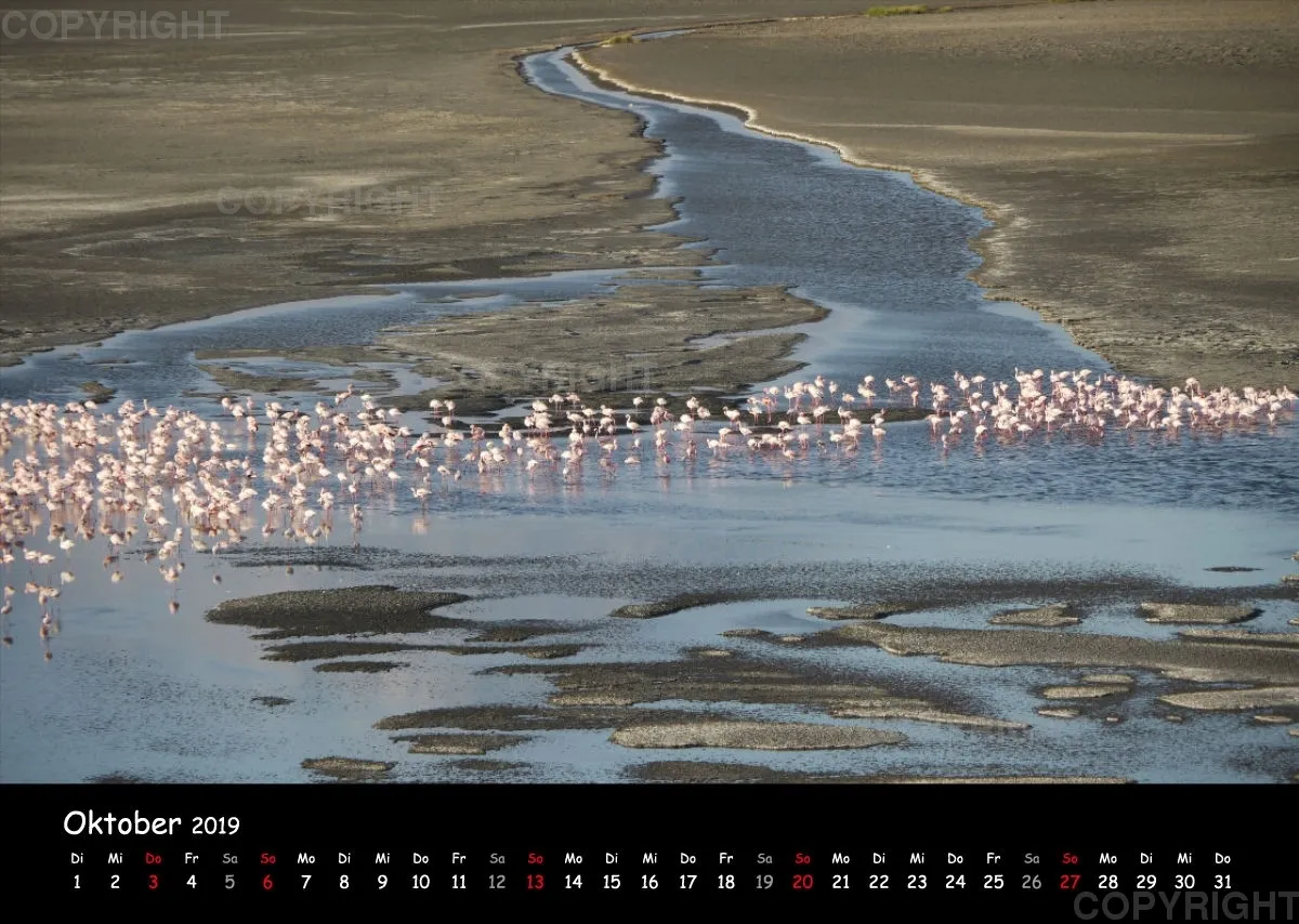Fotokalender - African Wild Animals I