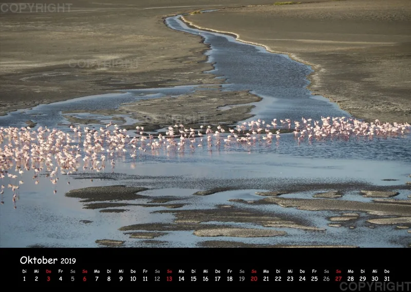 Fotokalender - African Wild Animals I