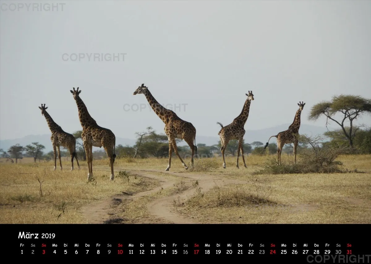 Fotokalender - African Wild Animals I