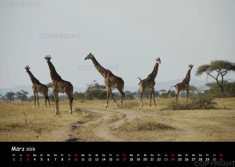 Fotokalender - African Wild Animals I