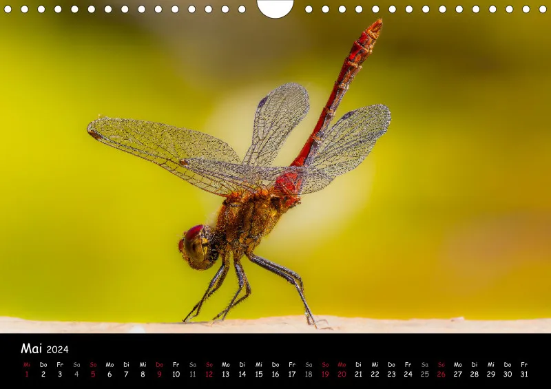 Kugelspringer & Insekten 2024