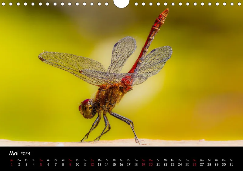Kugelspringer & Insekten 2024
