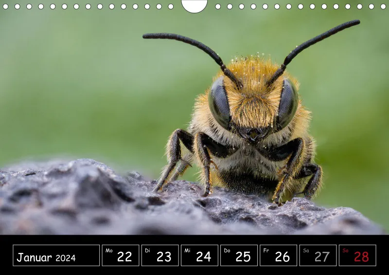 Der Makrokalender 2024