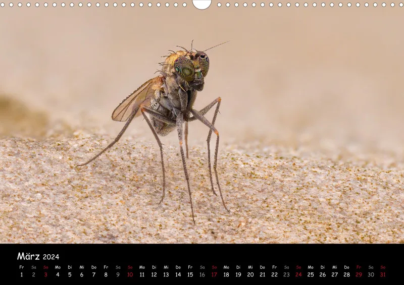 Kugelspringer & Insekten 2024