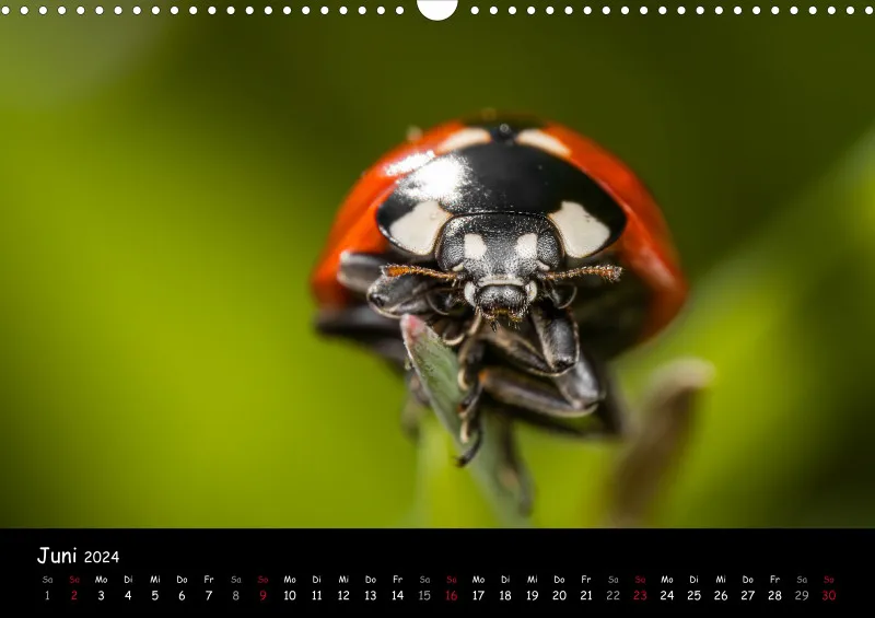 Kugelspringer & Insekten 2024