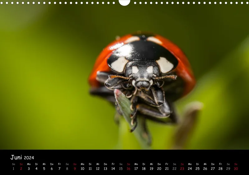 Kugelspringer & Insekten 2024