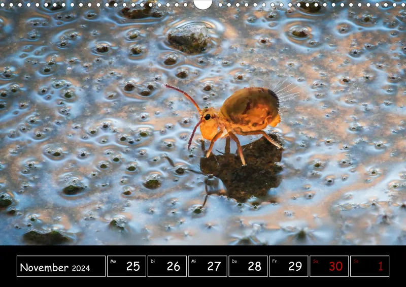 Der Makrokalender 2024