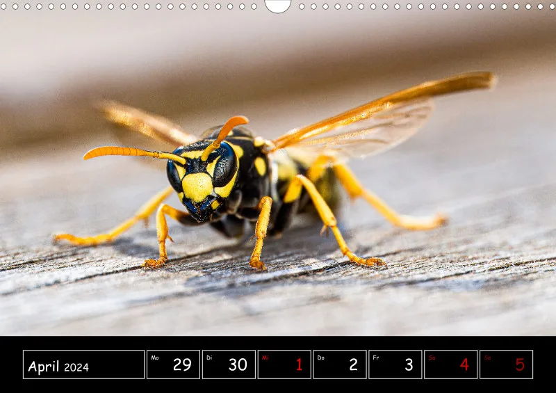 Der Makrokalender 2024