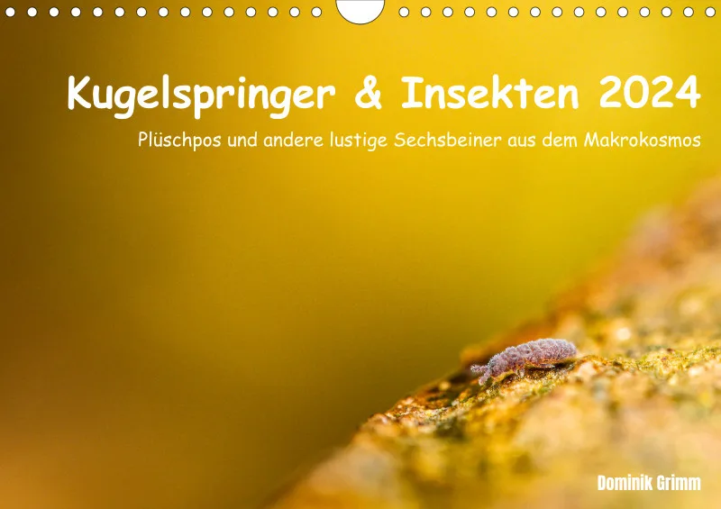 Kugelspringer & Insekten 2024