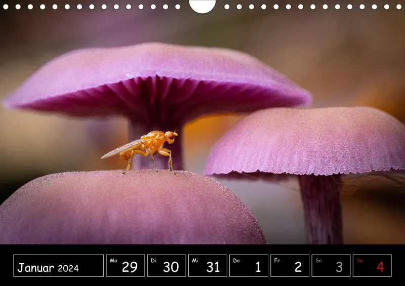 Der Makrokalender 2024