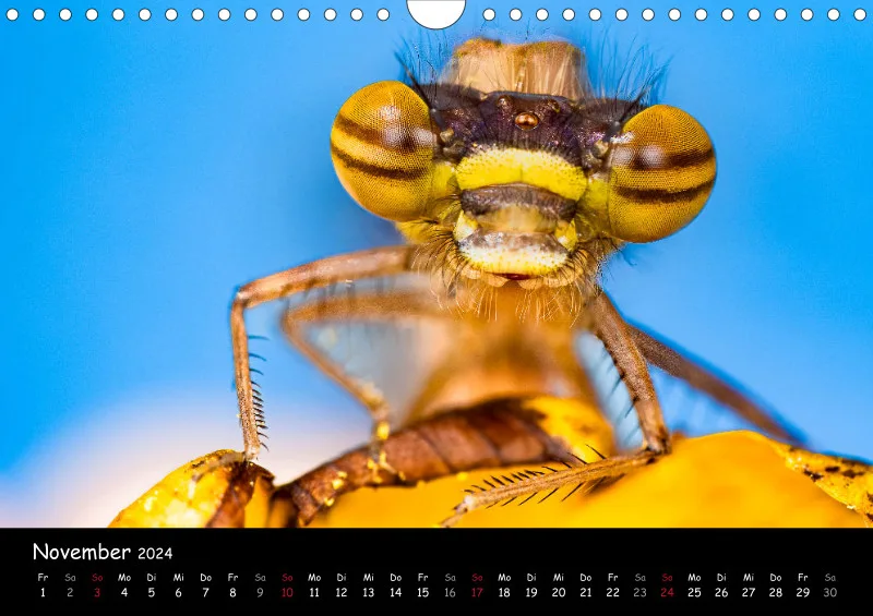 Kugelspringer & Insekten 2024