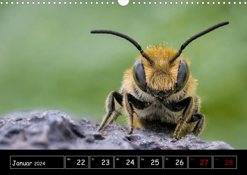 Der Makrokalender 2024