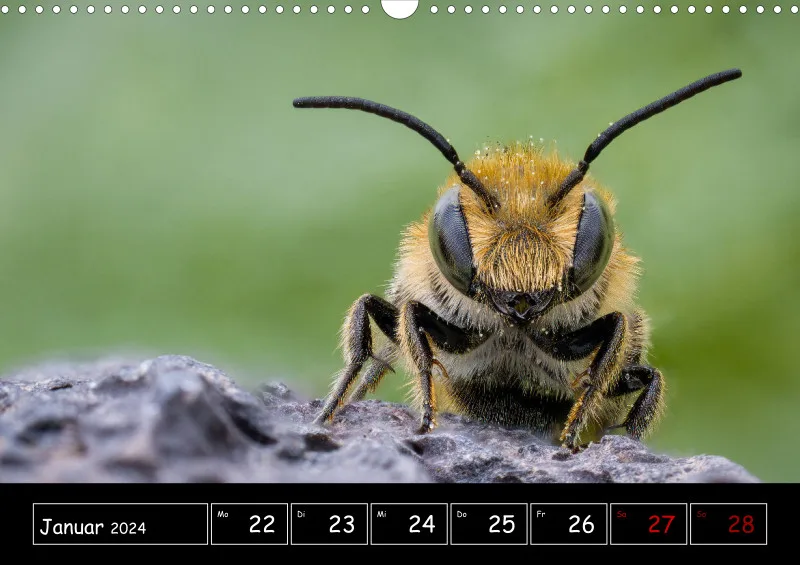 Der Makrokalender 2024