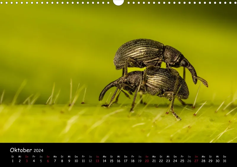 Kugelspringer & Insekten 2024