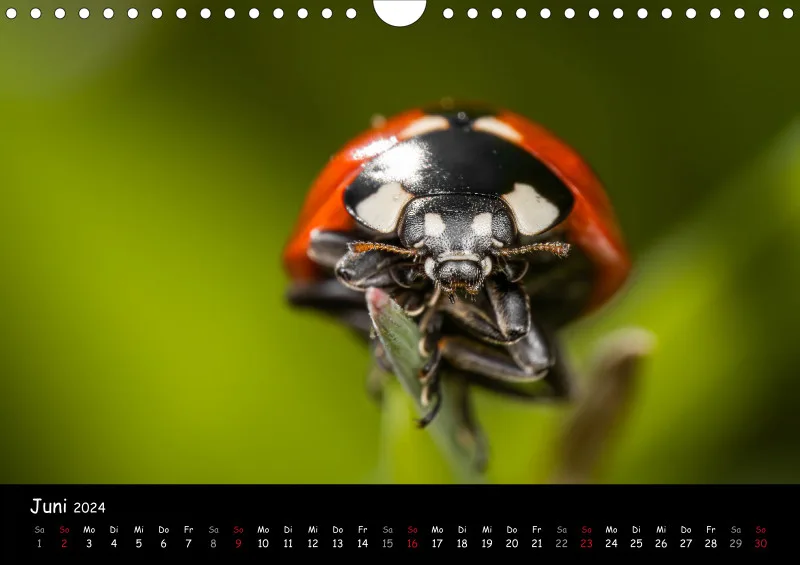 Kugelspringer & Insekten 2024