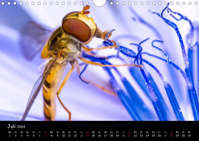 Kugelspringer & Insekten 2024