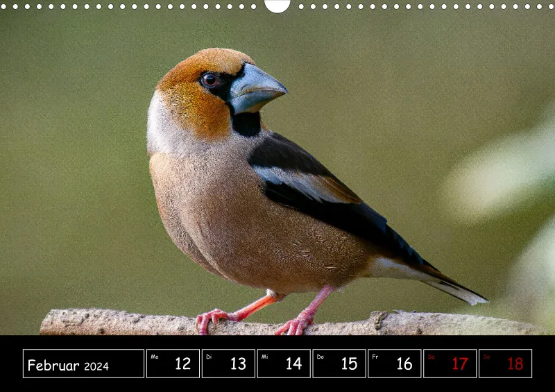Der Makrokalender 2024
