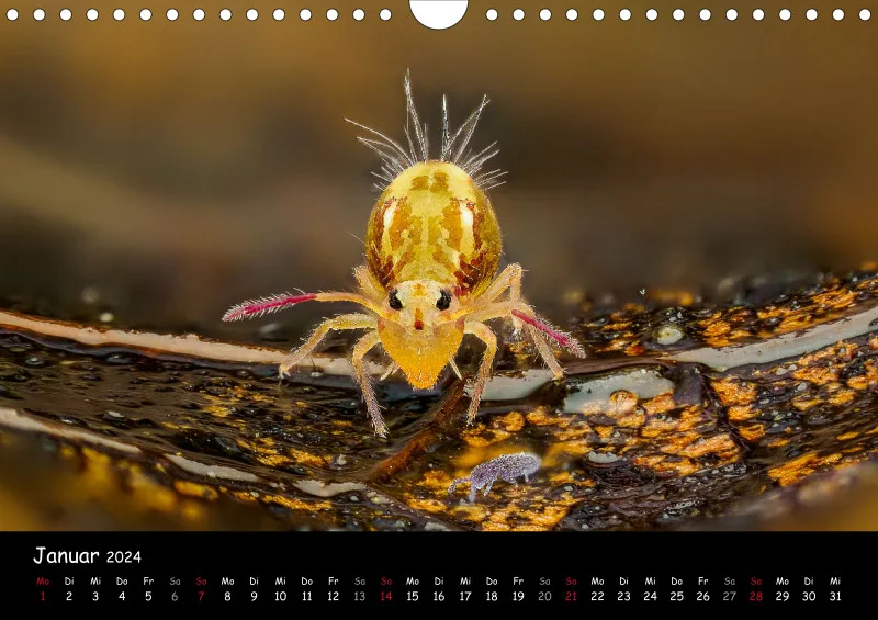 Kugelspringer & Insekten 2024
