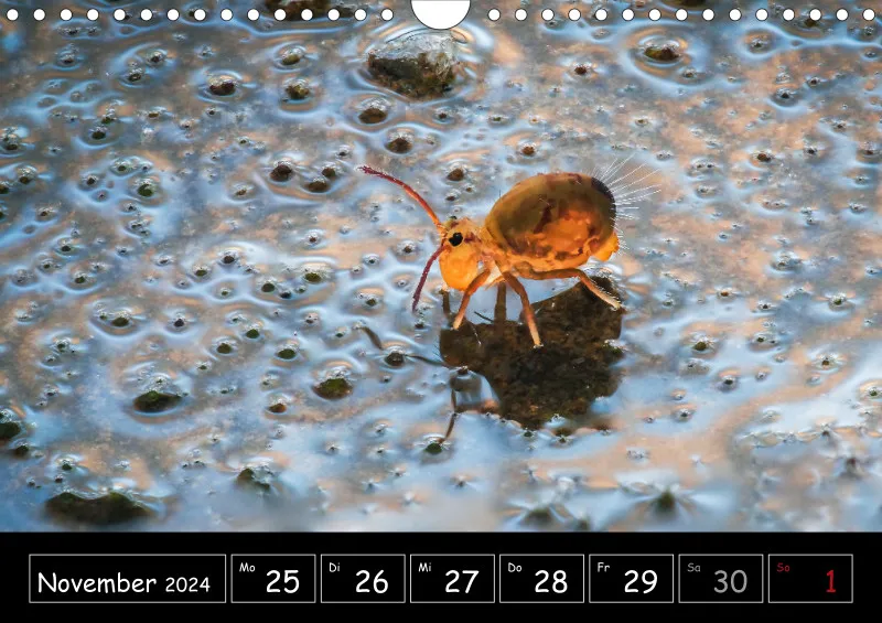 Der Makrokalender 2024