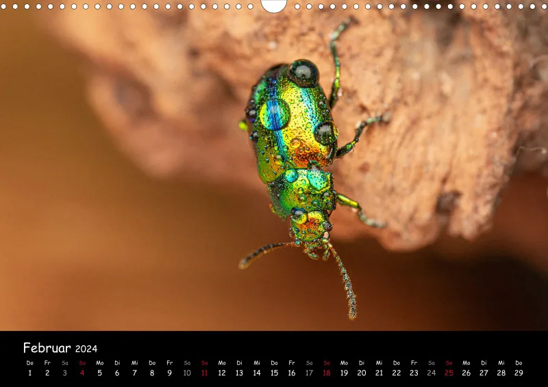 Kugelspringer & Insekten 2024
