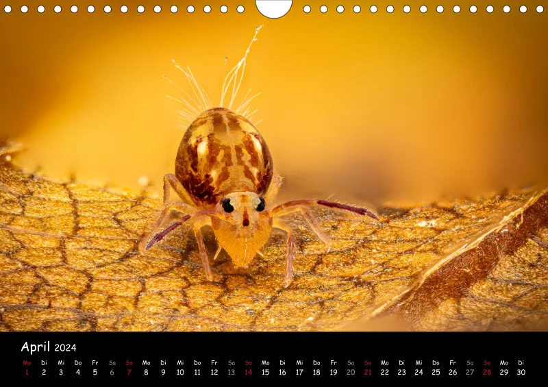 Kugelspringer & Insekten 2024