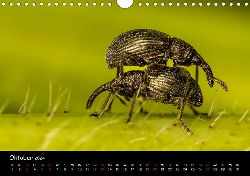 Kugelspringer & Insekten 2024
