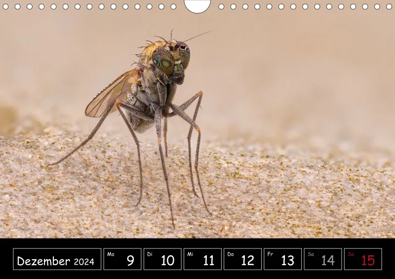 Der Makrokalender 2024