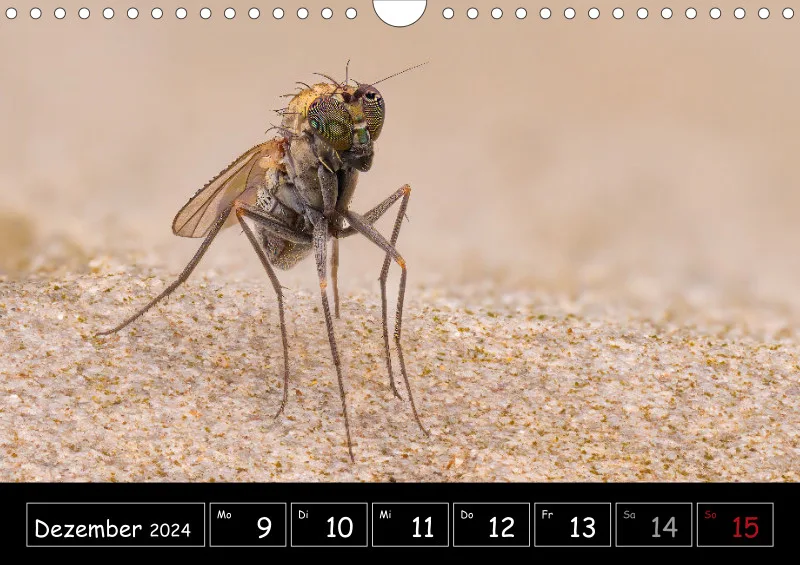 Der Makrokalender 2024