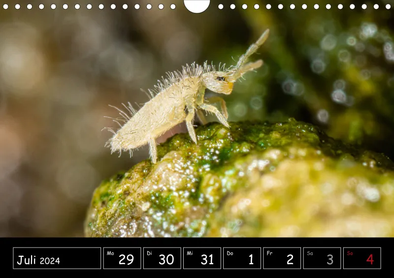 Der Makrokalender 2024