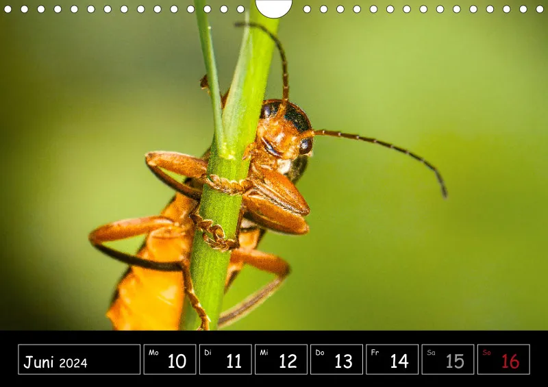 Der Makrokalender 2024