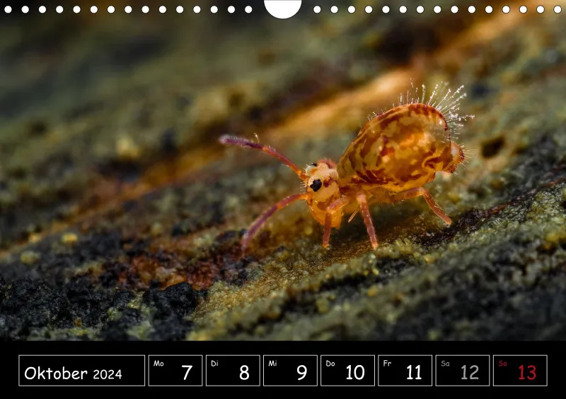 Der Makrokalender 2024