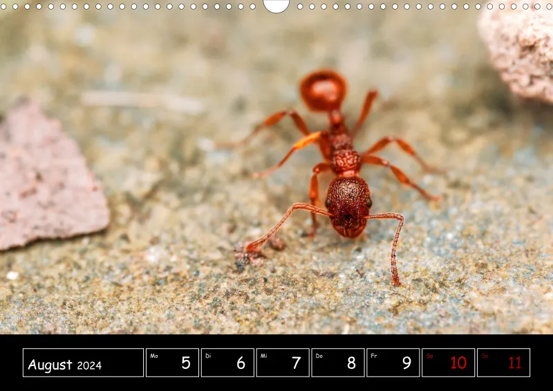 Der Makrokalender 2024