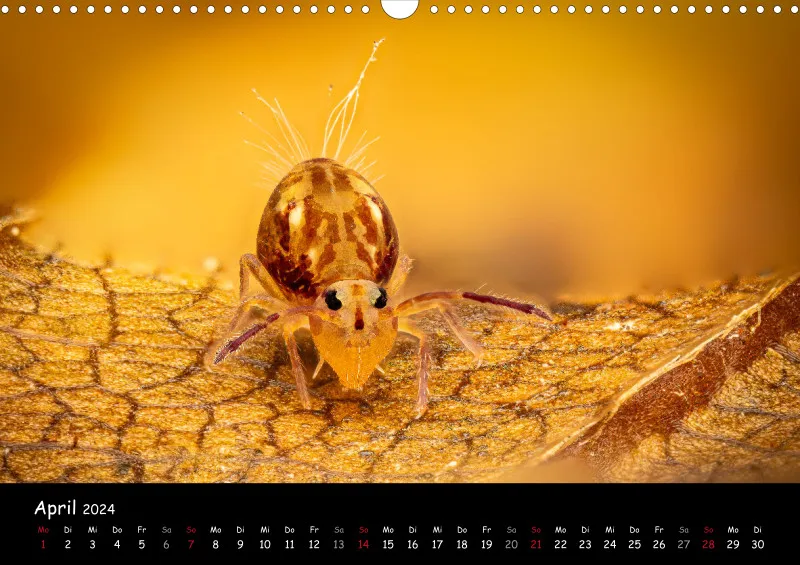 Kugelspringer & Insekten 2024