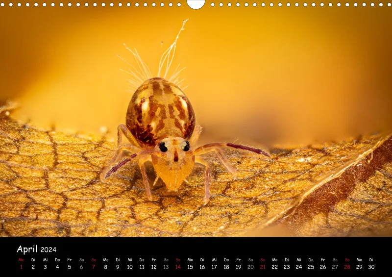 Kugelspringer & Insekten 2024