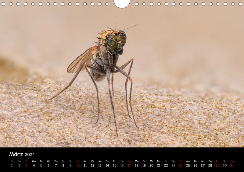 Kugelspringer & Insekten 2024