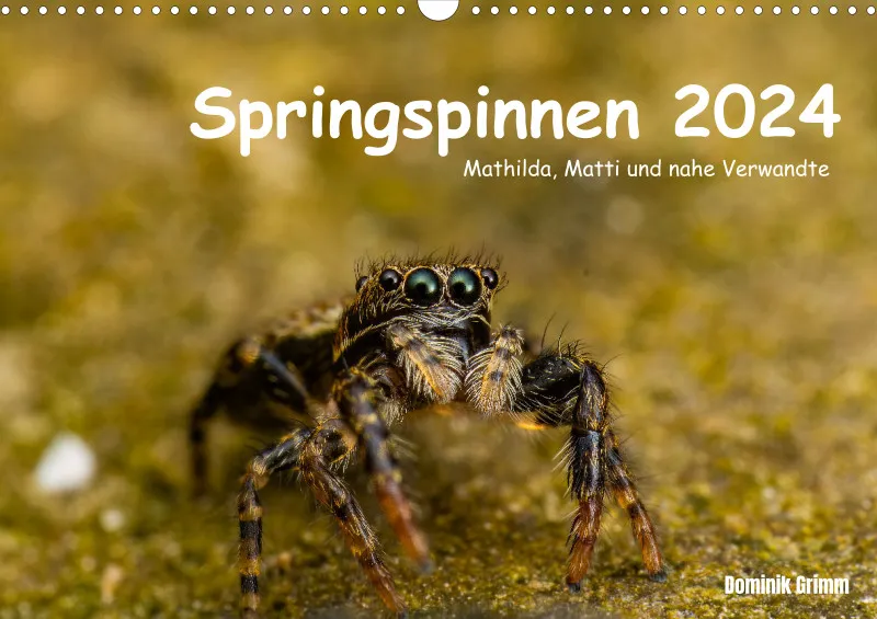 Springspinnen 2024