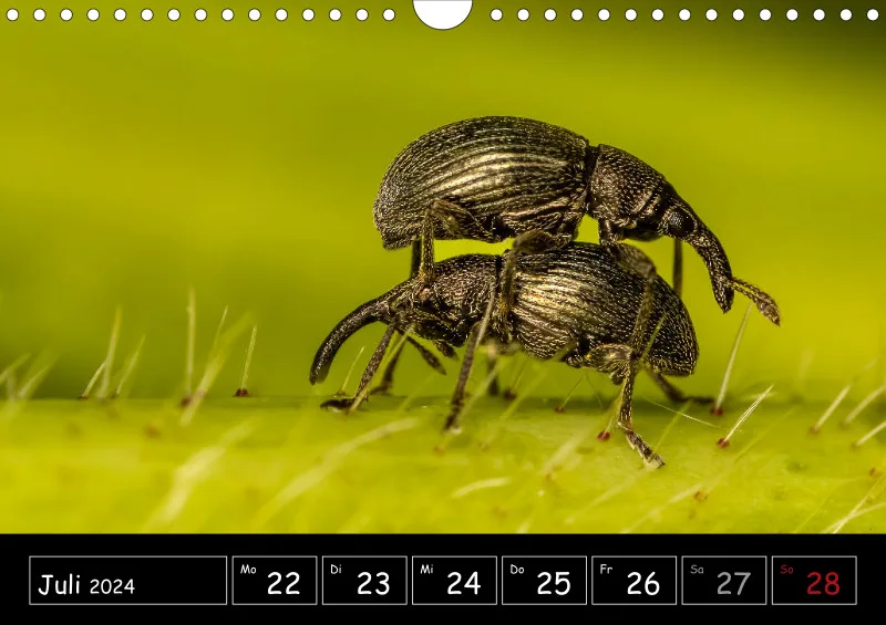 Der Makrokalender 2024
