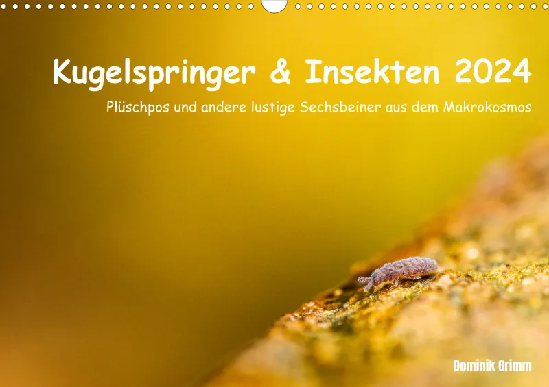 Kugelspringer & Insekten 2024