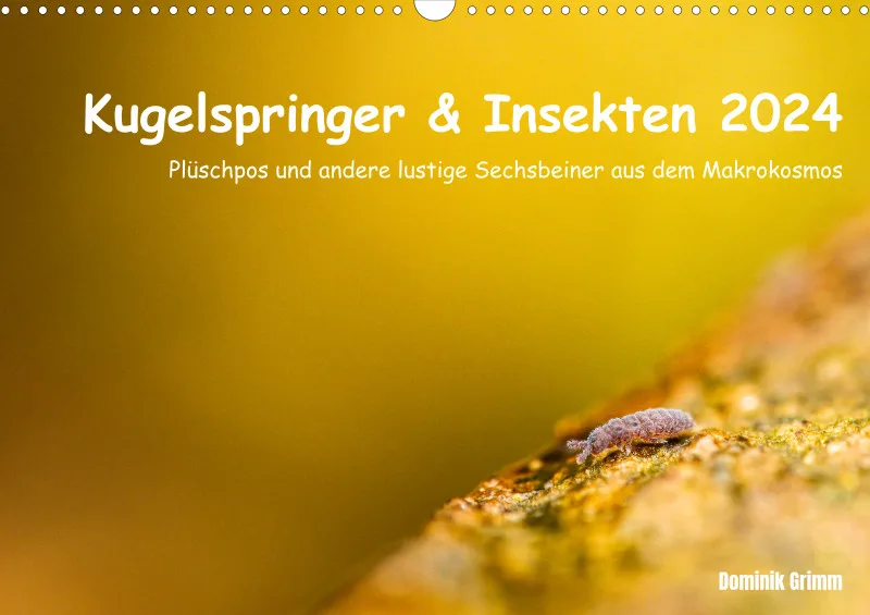 Kugelspringer & Insekten 2024
