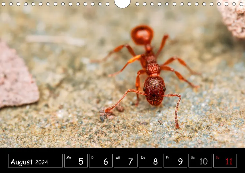 Der Makrokalender 2024