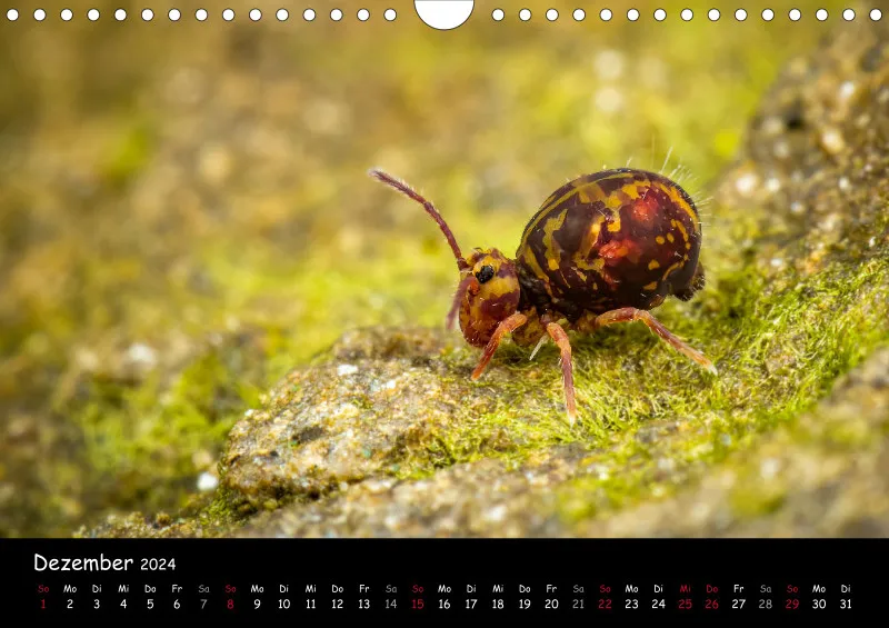 Kugelspringer & Insekten 2024