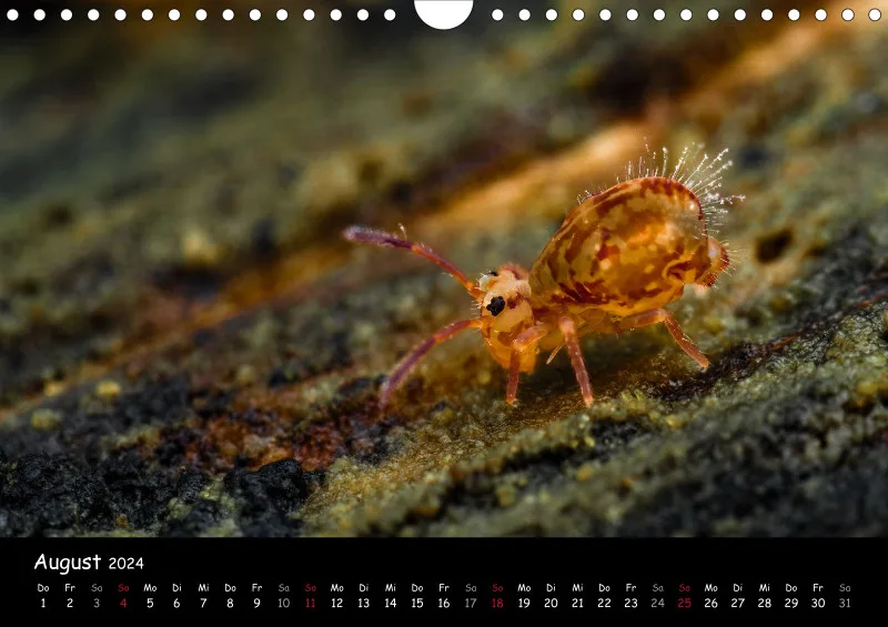 Kugelspringer & Insekten 2024