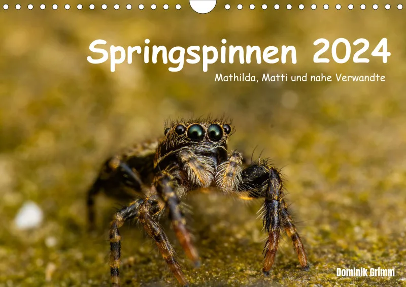 Springspinnen 2024