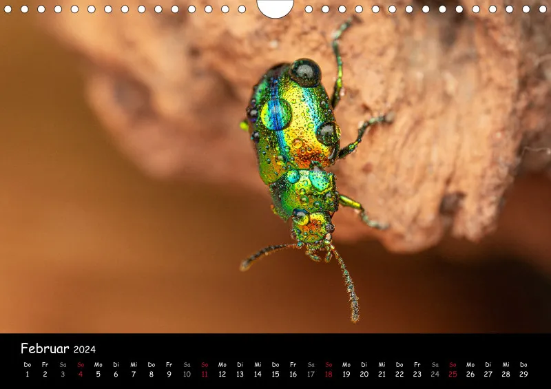 Kugelspringer & Insekten 2024
