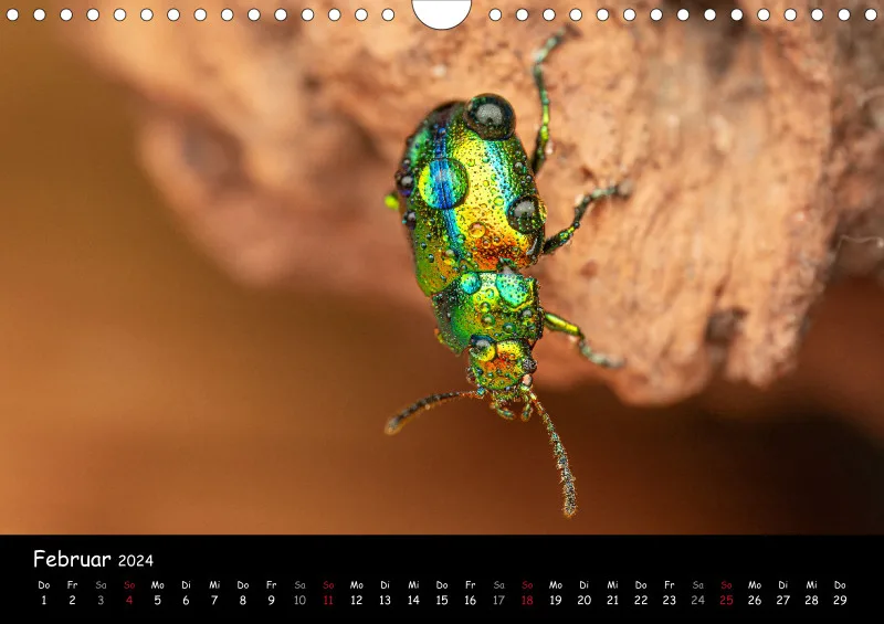 Kugelspringer & Insekten 2024