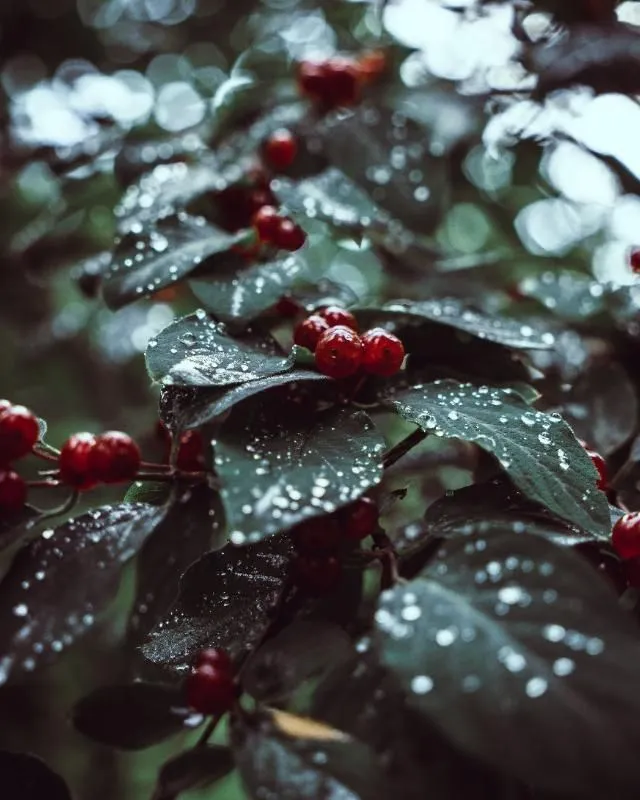Leinwand - Blätter mit Beeren