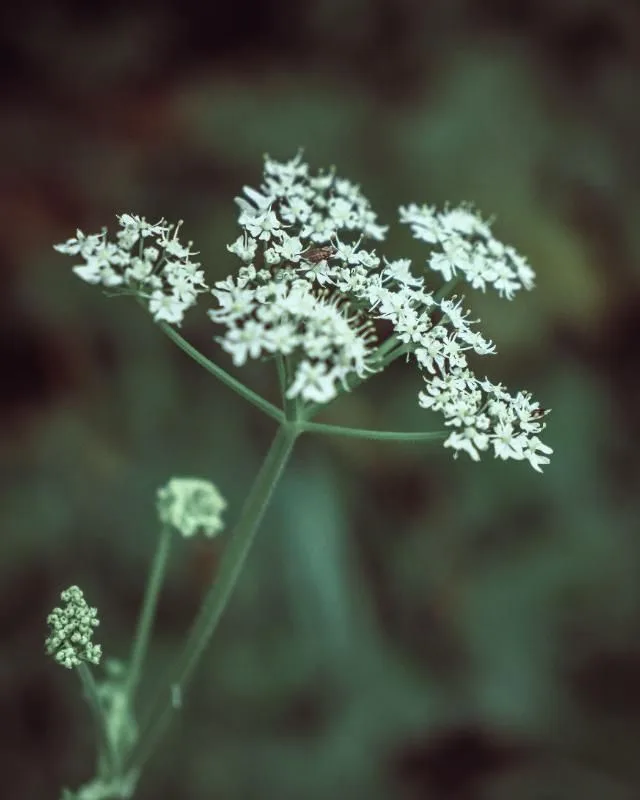 Leinwand - Blume