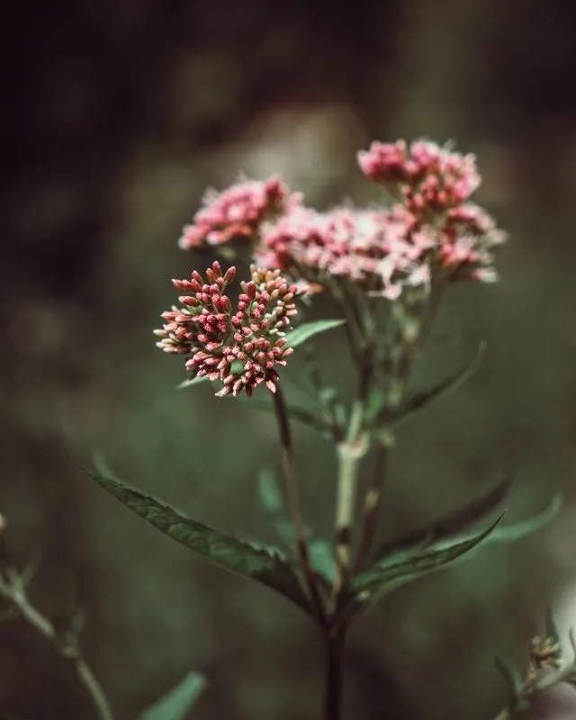 Leinwand - Blume